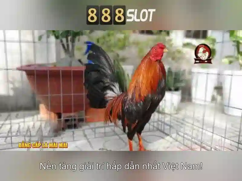 Tính năng di động và tùy chọn người dùng